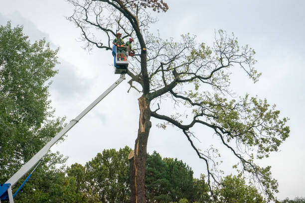 Professional Tree Removal in New Waverly, TX