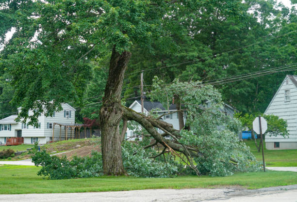 How Our Tree Care Process Works  in  New Waverly, TX